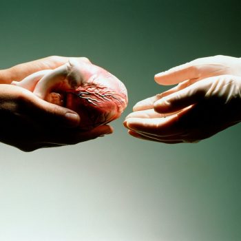 Heart donation. Abstract image of the hands of a heart donor passing a human heart to a surgeon's gloved hands. Here the heart is a model. Heart donation involves surgical transplantation of a patient's damaged or diseased heart with a healthy donated heart. Open heart surgery is necessary. Only patients with irremediable heart disease such as advanced coronary heart disease receive this treatment. The outlook of heart transplant patients is good with more than 80% of patients surviving the first year. Patients receive drugs to prevent infection and rejection of the new heart. An alternative is the use of an artificial (prosthetic) heart.,Image: 102375455, License: Rights-managed, Restrictions: , Model Release: no